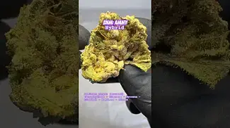 Big Narstie Medical: Ammy (A closer look & Terp breakdown)