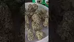 AAAA Lot420 Garlic Zkittles UK Medical Review