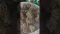Video Thumbnail: Eazypax420
