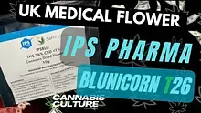Cannabis Culture  Video Thumbnail