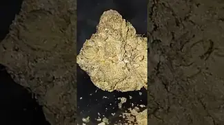DONKEY BUTTER 31%THC 4CLABS #cannabiscommunity #medicalcannabis #cannabisdaily #