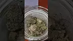banana daddy bud