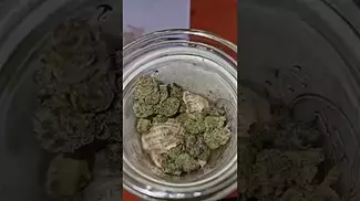 banana daddy bud