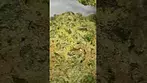 Aurora Chemango kush medical cannabis the flower 