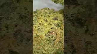 Aurora Chemango kush medical cannabis the flower 