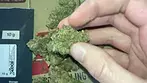  ORANGE CAKE  | UNOPENED | UK MEDICAL CANNABIS PATIENT REVIEW 2025