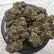 Flower Photo of Companies Cultivating/Producing UK Medical Cannabis GP T26 Gastro Pop