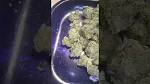 PrescribedBouquet Video Thumbnail