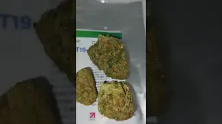 EcoCan Chemstar #medicalcannabispatient #shorts #cannabiscommunity #cannabiseducation