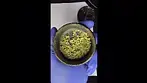 Curaleaf Gorilla Glue 4 / GG4 - T23