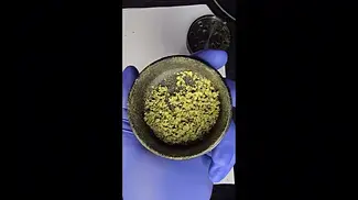 Curaleaf Gorilla Glue 4 / GG4 - T23