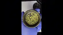 Buds Lullaby UK Video Thumbnail