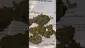Video Thumbnail: Concanna