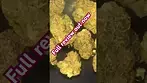 MODIFIED GASMEDICAL  #backpainrelief #entourage #thc #medical #fire #legal #ukmedicalcannabis