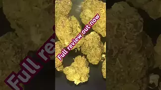 MODIFIED GASMEDICAL  #backpainrelief #entourage #thc #medical #fire #legal #ukmedicalcannabis