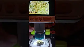 Greenkarat Modified Gas T27 AZZTECMEDIA  #medbudmicroscope #medbud #pov #medical @MedBudWiki