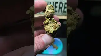 Glitter Bomb 21%THC