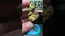 THC Bunny Video Thumbnail