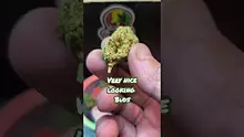 THC Bunny Video Thumbnail