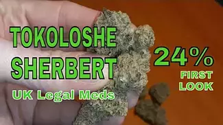 UK Legal Meds: TOKOLOSHE SHERBERT 24% First LOOK