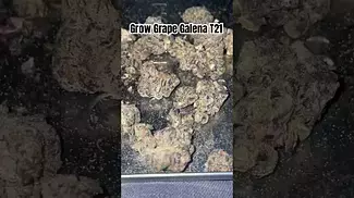 Grow Grape Galena Review T21 #ukmedicalcannabis #medicalcannabis