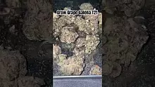 LoudConnoisseur Video Thumbnail