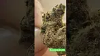 Bannana Daddy T26 - Cielo Verde - Sweet gassy Bannana chocolate.