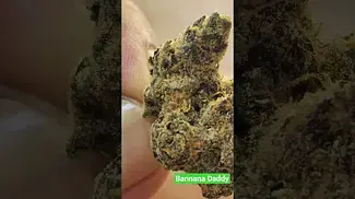 Bannana Daddy T26 - Cielo Verde - Sweet gassy Bannana chocolate.