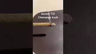 Aurora T31 Chemango kush burn