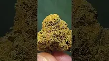 THC Bunny Video Thumbnail