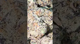 CAKE & CAVIAR BLUEBERRY YUM YUM (UK PRESCRIPTION MEDICATION)