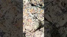 PrescribedBouquet Video Thumbnail