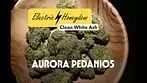Electric Honeydew | Aurora Pedanios | UK Medical Cannabis Review