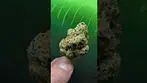 Pineapple Express medical Prescription cannabis 27%THC