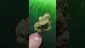 Video Thumbnail: THC Bunny