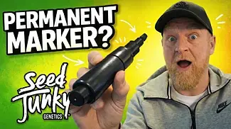 SeedJunky | Permanent Marker | UK Medical Flower Review