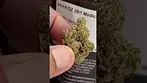 Garlic  Zkittles - AAAA GZ - Medicinal UK Flower