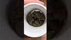 Aurora Pedanios Pink Diesel - Initial Thoughts