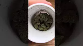 Aurora Pedanios Pink Diesel - Initial Thoughts
