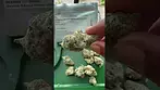 All Nations Mac doughnut uk medical My thoughts  #medicalcannabisuk #uk #patient #youtubeshorts