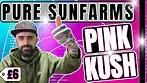  Pure SunFarms Pink Kush | UK Medical Cannabis 
