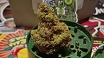 Kasa Verde GZP T26 Gazzurple Medical Cannabis Flower 