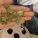 Flower Photo of All Flower/Strains (Prescription Medical Cannabis) SS T22 Scoops