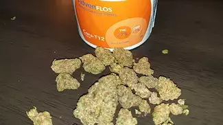 Tally Mon Adven FLOS CuraT12 Strain  Review
