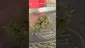 Video Thumbnail: 420Medical