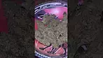 Peace Naturals ~ Space Cake (31.16%)