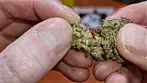 Gelato Cheesecake BUDS & TASTE TEST | Superseed, Canada Craft Cannabis Co & Xeal Pharma