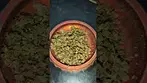 Exodus by Tyson 2.0-28%THC......medical Cannabis