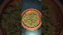 THC Bunny Video Thumbnail