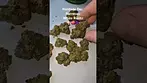 Herdade Das Barrocas - White Runtz 23%Thc (UK Medical Cannabis Prescription)